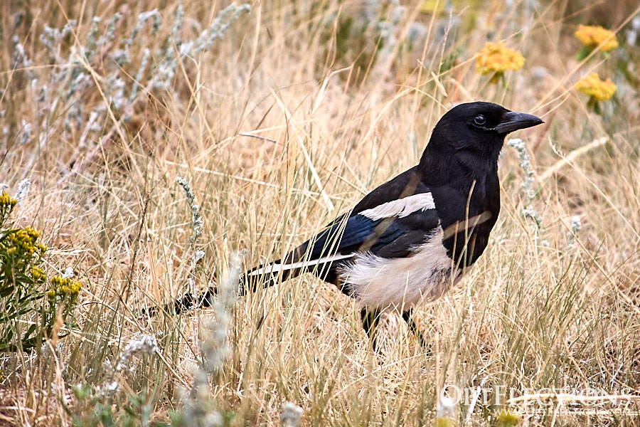 Black-billed Magpie - Rocky Mountain by Eggerling