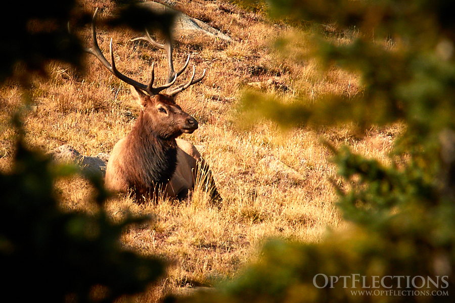 Bull Elk Relaxing - Rocky Mountain by Eggerling