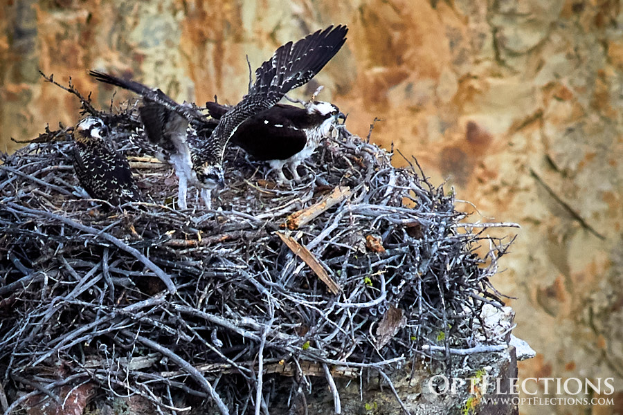 Osprey Nest - Yellowstone by Eggerling